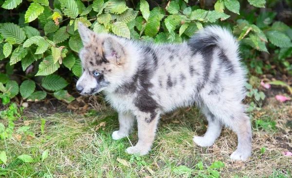 A young merle-patterned puppy with blue eyes stands on grass near green bushes.