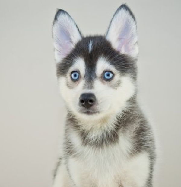 A close-up of a young Siberian Husky puppy with striking blue eyes.