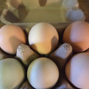 Check out our fridge in the clubhouse for eggs for sale.