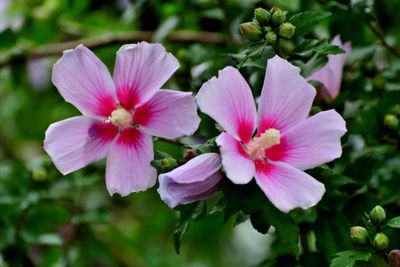 Rose of Sharon