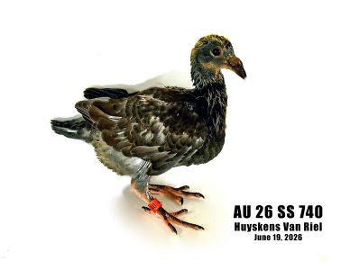 Huyskens Van Riel racing pigeons for sale