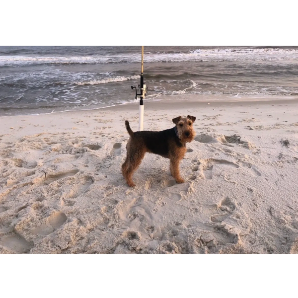 Beach Loving Welsh Terrier