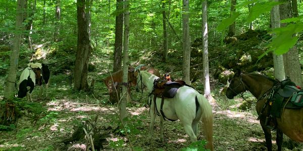 The horses waiting while their humans tend to the trail.