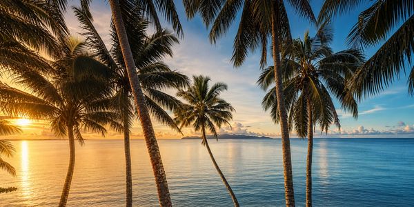 Sunset over tropical palm trees and calm ocean.