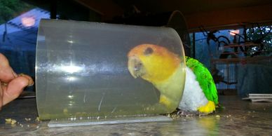 Caique in agility training. Birdie Buddy built agility tunnel.