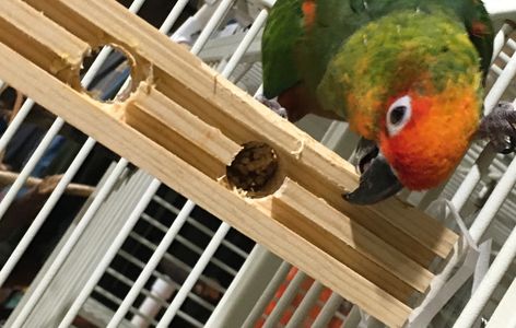 Gold Capped Conure perches  and forages on a Birdie Buddy Small Snack Bar.