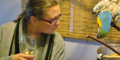 Blue & Gold Macaw on Birdie Buddy play stand sharing time with human friend.