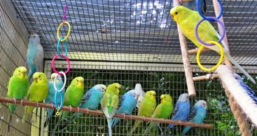 Large Budgie flock enjoying aviary built by Birdie Buddy.