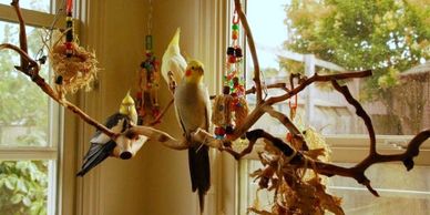 Cockatiels share out of cage time on Birdie Buddy hanging perch.