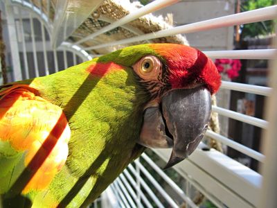 Red Fronted Macaw in sunshine