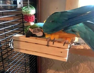 Blue & Gold Macaw perches, chips, and forages on a Large Snack Bar by Birdie Buddy.