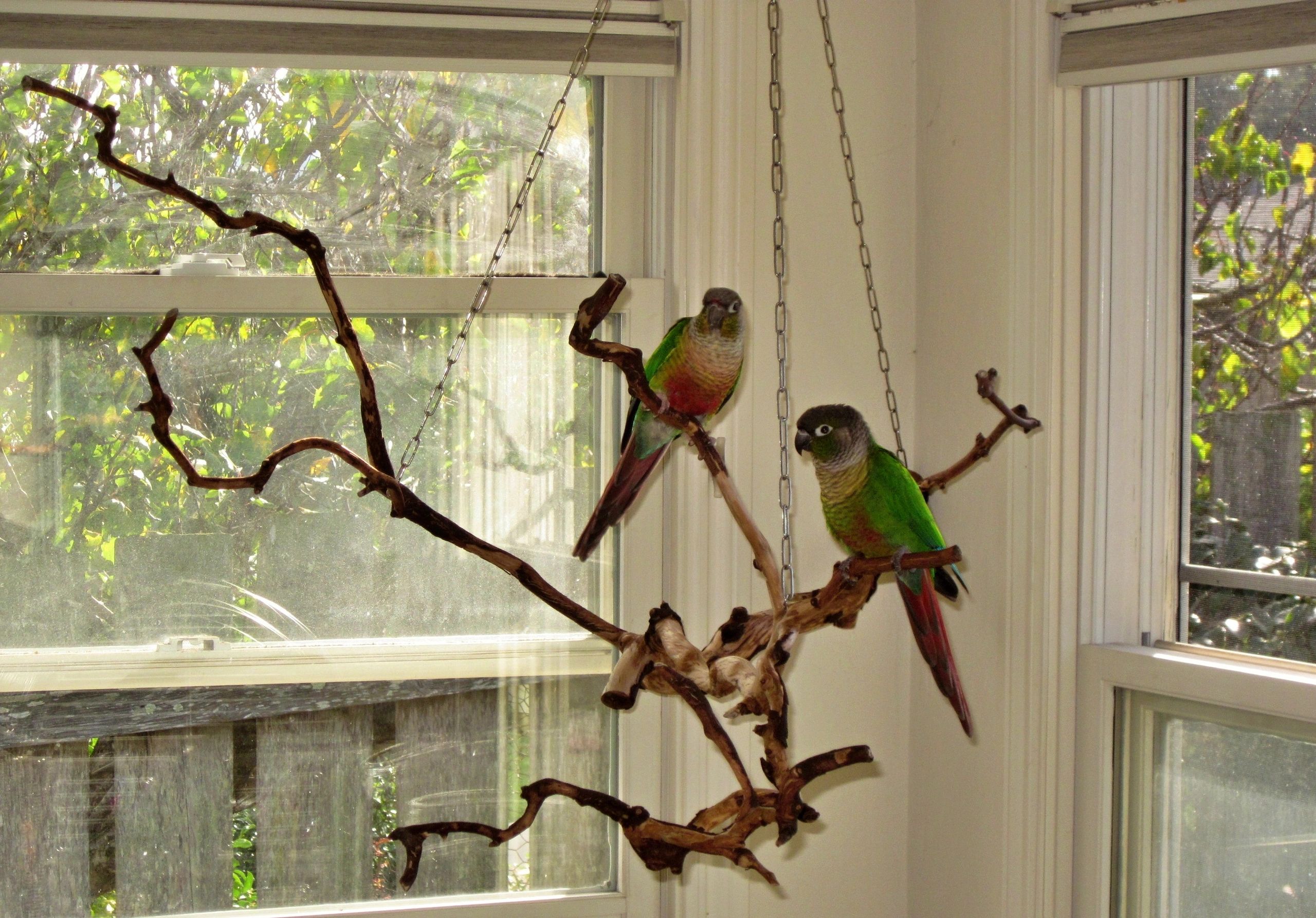 Happy Green Cheek Conures on a custom built Birdie Buddy hanging perch.