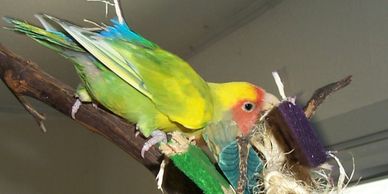 Lovebird plays & forages on Birdie Buddy AviHang.
