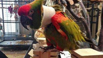 Red Fronted Macaw in soft collar with Parrot Enrichment foragers and table top perch by Birdie Buddy