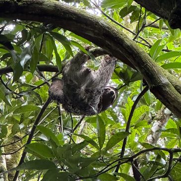 A sloth hanging from a tree branch in a lush forest.