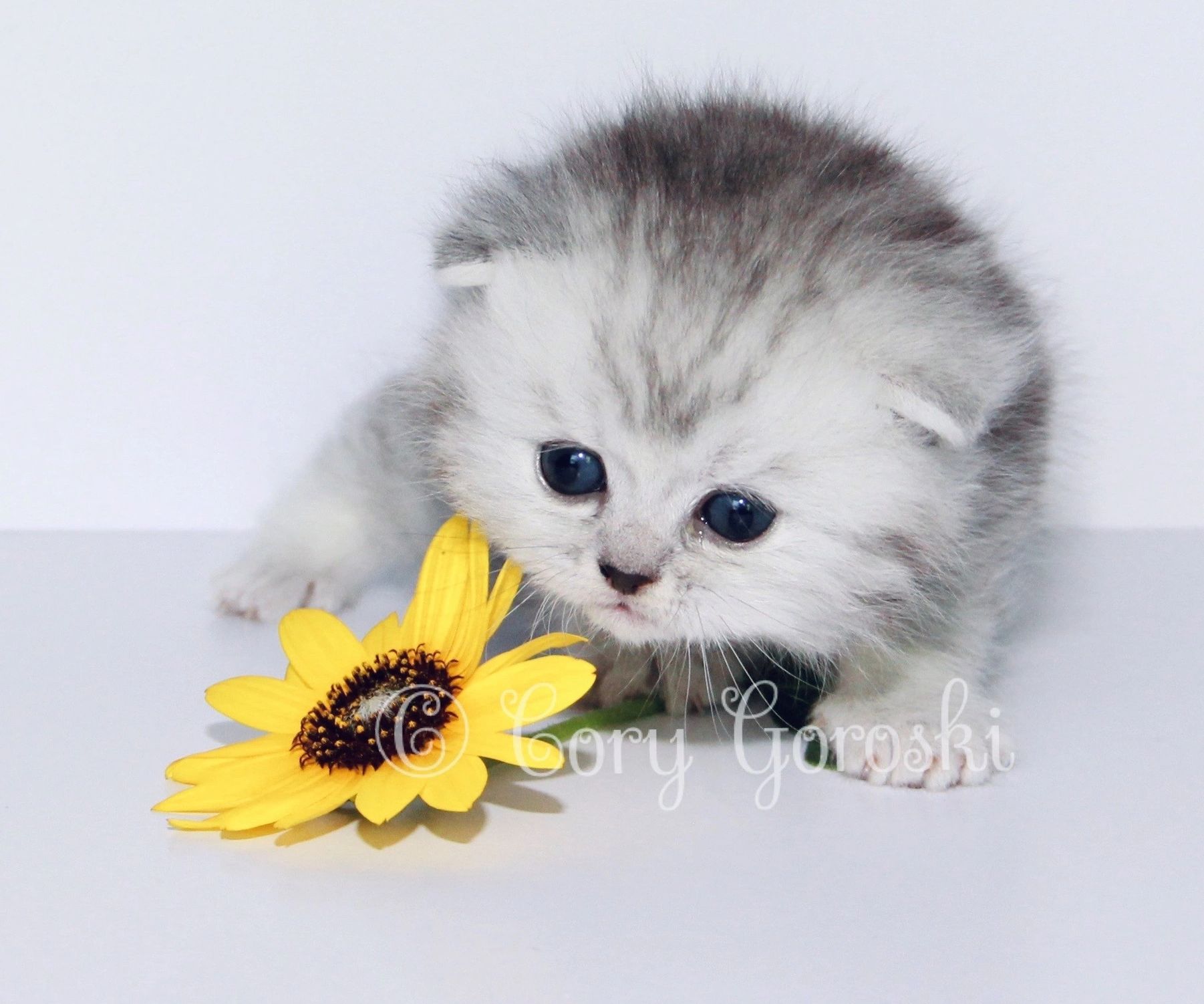 image363