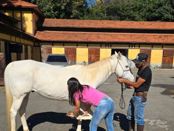Pessoa cuidando de um cavalo branco ao ar livre.