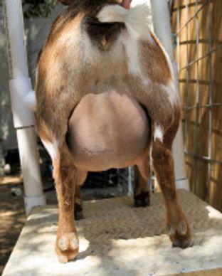 SG Agape Oasks M Golden Fire 3*M