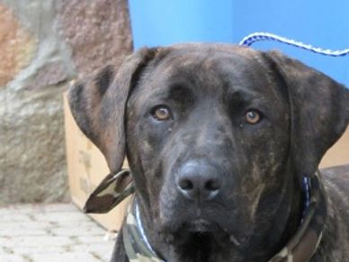 Breed: Plott Hound/American Pit Bull Terrier Mix
DOB: September 2011
Monkey was abandoned in a hous