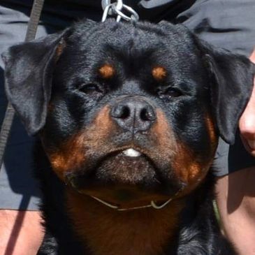 German Rottweiler
Import Rottweiler