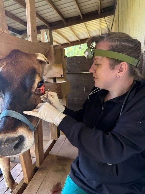 A vet treating a cow's eye injury inside a barn.