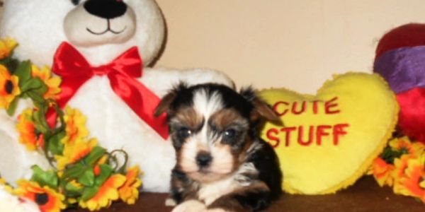 A small puppy surrounded by stuffed toys and flowers.