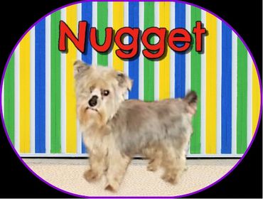 Nugget is a CKC sable yorkie. He was born on 4/30/21 and weighs appx 3 pounds.