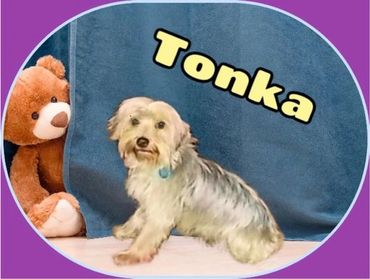 Tonka is a sable CKC yorkie. He was born on 11/7/20 and weighs appx 5 pounds.