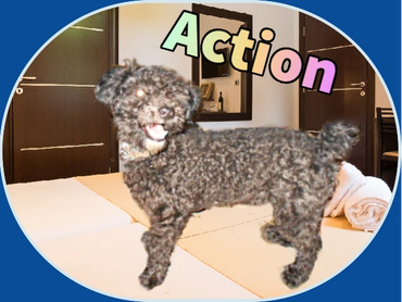 Action is a CKC male poodle. He was born on 10/16/21 and weighs appx 6 pounds.