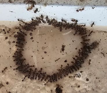 Ants forming a rough heart shape on a dusty surface.