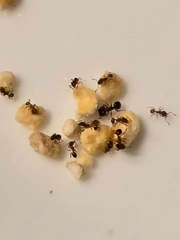 Small black ants gather around crumbs on a white surface.