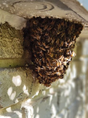 A cluster of bees forming a hive under a white ledge.