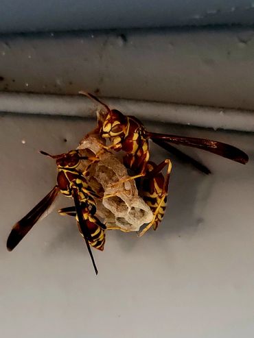 Two wasps building a small nest on a wall.