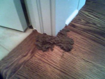 Mud or dirt tracked inside near a door on wooden floor.