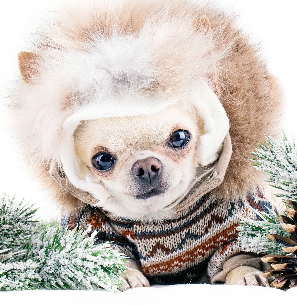 Chihuahua dog wearing knitted Christmas jumper and fluffy hat.