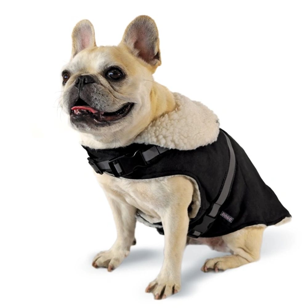 French Bull dog wearing a black faux suede dog coat with integrated harness.