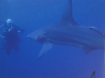 Scuba Divers with sharks on Protea Banks South Africa