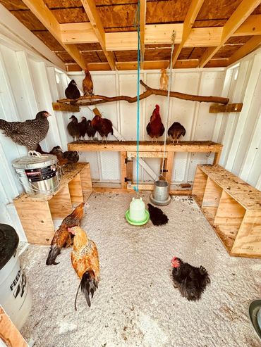 Chickens inside a wooden chicken coop with perches and feeders.