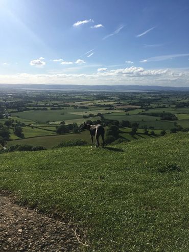 A dog standing at the view point at Coaley Peak, on the Cotswold Way