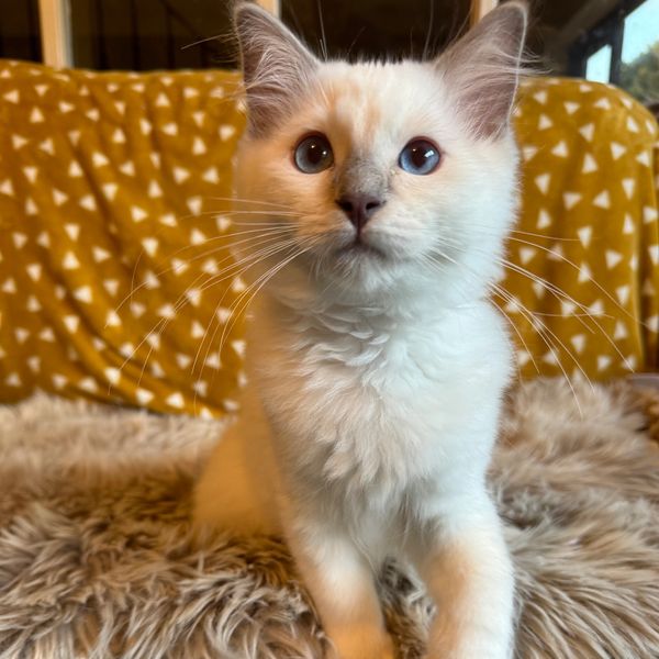 Cute Ragdoll kitten looking into the camera