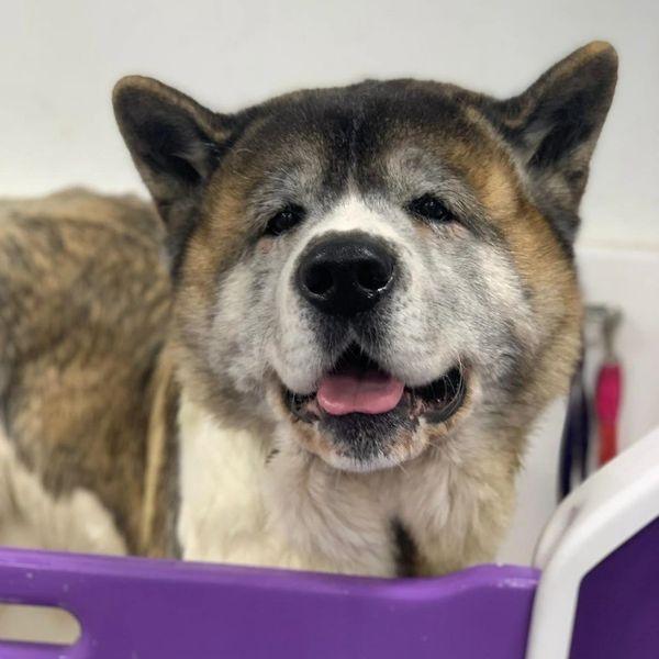 Close-up of a happy Akita dog with a purple object in the foreground.