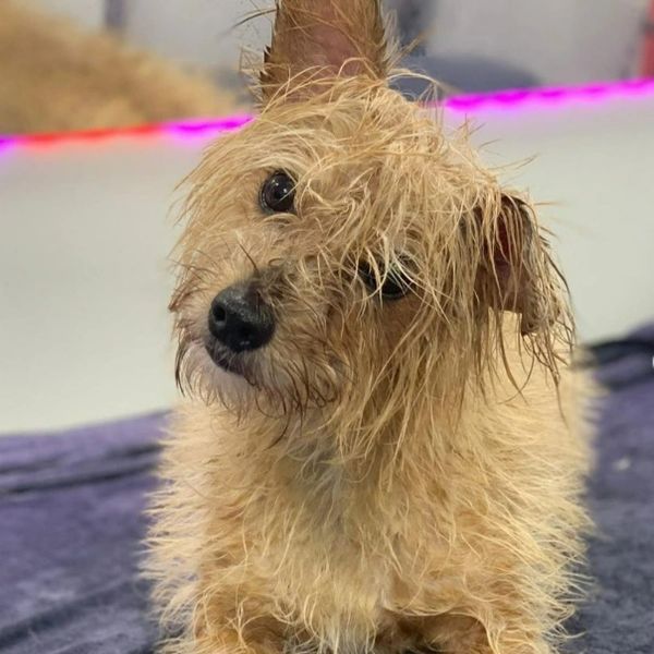 Wet scruffy dog tilting its head curiously.