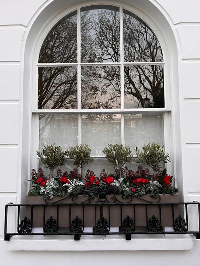 Window box installation with Olive trees and winter seasonal planting for a client in Chelsea
