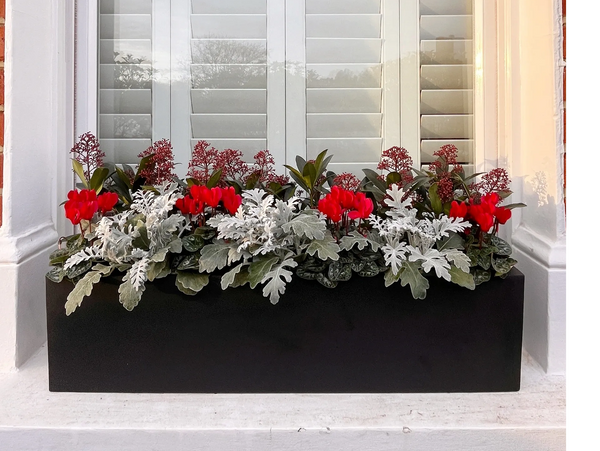 Window box on a window sill planted with a festive scheme of silver leaf  and red cyclamen flowers.