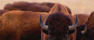 Buffalo Yellowstone National Park Wyoming