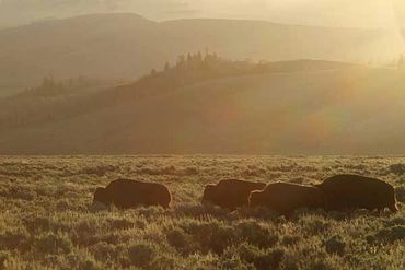 Buffalo Yellowstone National Park