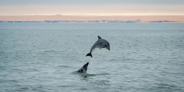 Two dolphins playfully jump in the ocean near a coastal city.