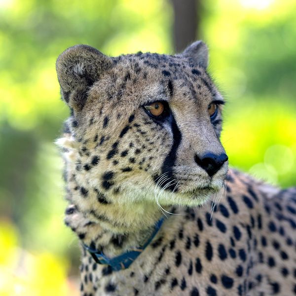KJ, a resident cheetah at Wildlife Safari in Winston, Oregon