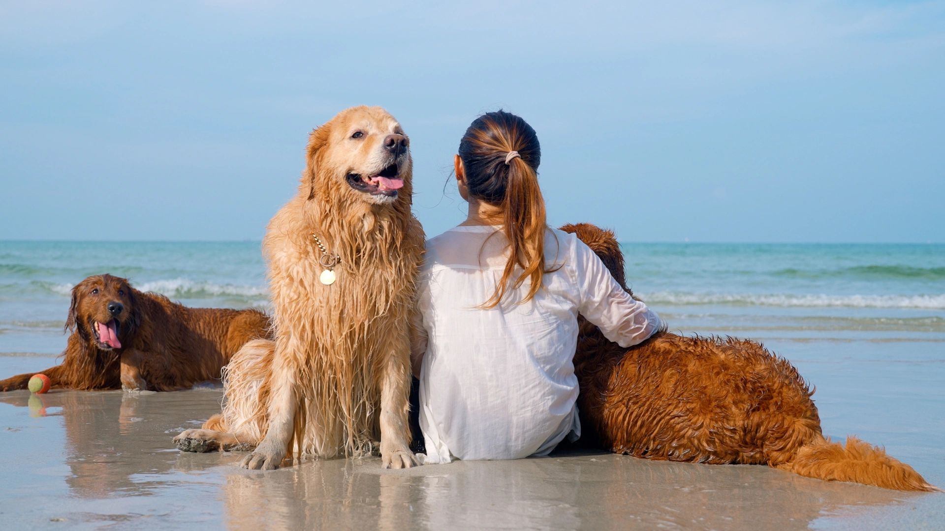 Pet sitter with three golden retrievers at Ormond Beach during Coastal Critter Pet Care visit - in-h