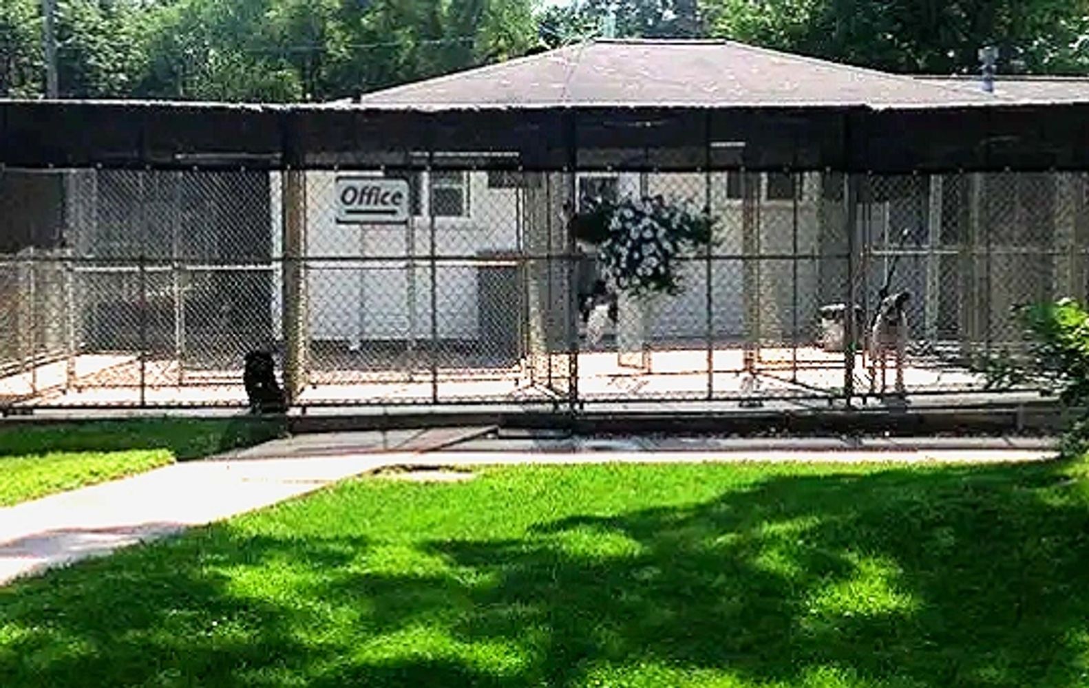 MUCKAMOOR BOARDING KENNELS
"WHERE DOGS AND CAT RULE"